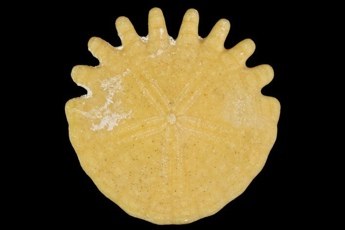 Fossil Sand Dollar (Heliophora) - Boujdour Province, Morocco #106787